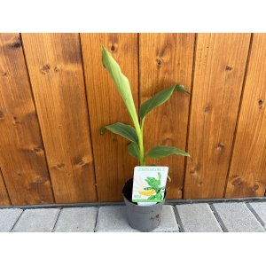 Banánovník japonský (Musa Basjoo) - výška 30-35 cm, kont. P11